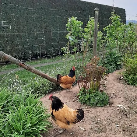 Haus - Pantenburg Отель типа 