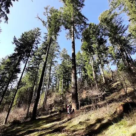 Haus - Pantenburg Мандершайд