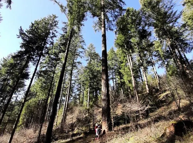 Haus - Pantenburg Мандершайд